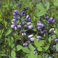Baptisia