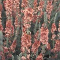 Verbascum 'Helen Johnson'