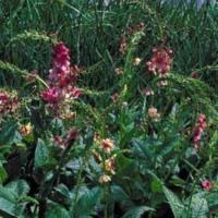 Verbascum ‘Southern Charm’ mix
