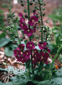 VERBASCUM phoeniceum 'Violetta'