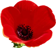 scarlet poppy